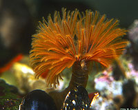 Sabellid Tube Worm