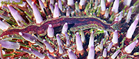 Common Urchin Worn on Sea Urchin