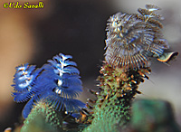 Xmas Tree Worms