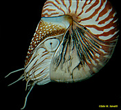 Chambered Nautilus