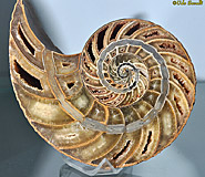 Nautiloid fossil