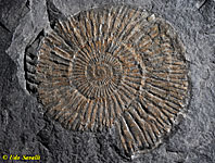 Dactylioceras Ammonite