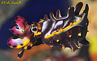 Flamboyant Cuttlefish