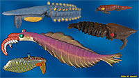 Anomalocarids