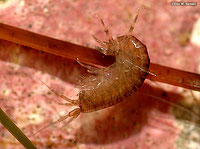 Amphipod