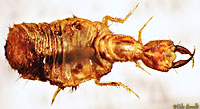 Antlion larva