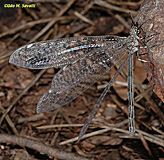 Antlion