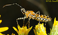 Assassin Bug