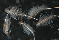 Brine Shrimp