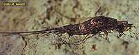 Bristletail