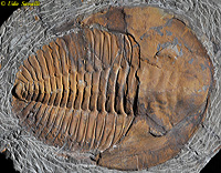 Diacalymene Trilobite