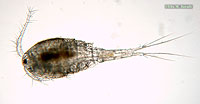 Copepod