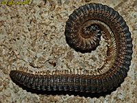 Crested Millipede