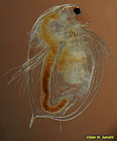 Daphnia