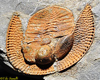 Trilobite