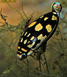 Diving Beetle