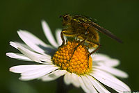 Dung Fly