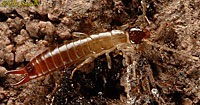 Earwig Nymph