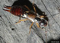 European Earwig