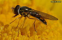 Flower Fly