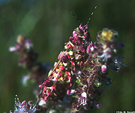 Flower Mantid