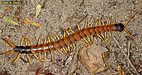 Giant Desert Centipede