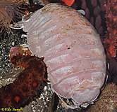 Giant Isopod