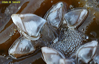 Pelagic Goose Barnacles