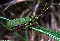 Grasshopper