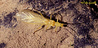 Green Stonefly