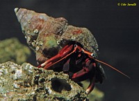 Hermit Crab