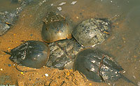 Horseshoe Crab