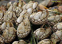 Leaf Barnacles