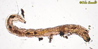 Midge Larva