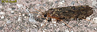 Mottled Caddisfly