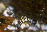 N Rock Barnacles