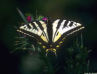 Pale Swallowtail