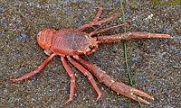 Pelagic Red Crab