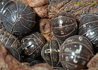 Pillbugs