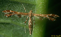 Plume Moth