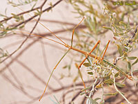 Prairie Walkingstick