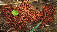 Millipede swarm