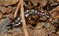 Ringlegged Earwig