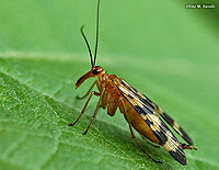 Scorpionfly