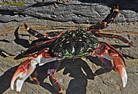 Shore Crab