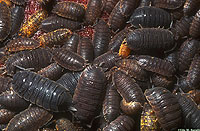 Sow Bugs