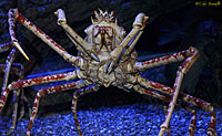 Spider Crab