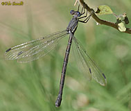 Spreadwing