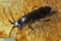 Springtail