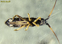 Springtail ventral view